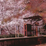 春の到着した駅。
