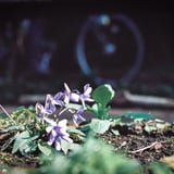 菫咲く