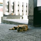 夏バテ