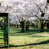 サクラノシタデ
