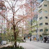 河津桜か、何か