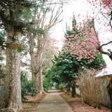 散歩道