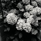 紫陽花