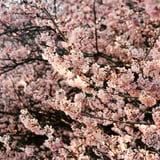 春めき桜