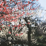 梅祭り
