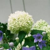 紫陽花