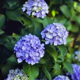 紫陽花