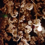 照桜