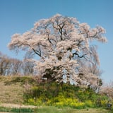 夫婦桜