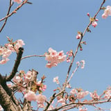 安乗の春