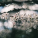 夙川の桜