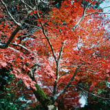 秋