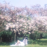 八重桜