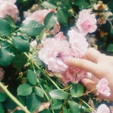 🌹