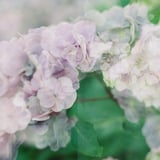 紫陽花