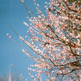 桜2014