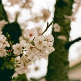 さくら時間