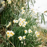 川辺の群生