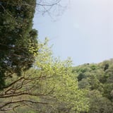 5月の渓流より