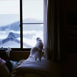 猫の日②