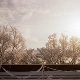 雪樹に見惚れる