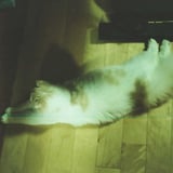 猫の日④