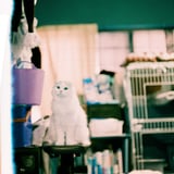 猫の日①