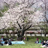 うららか