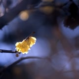 木陰のぼんぼり