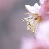 四温の雨の置き土産
