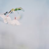 さくら