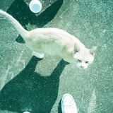 ある日、の猫