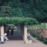 神代植物公園ばら園25年5月