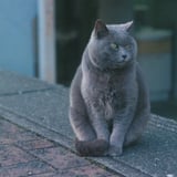 25年12月　多摩川狛江　猫