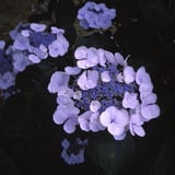 紫陽花