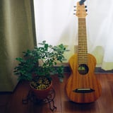 バラとギタレレ