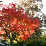 紅葉