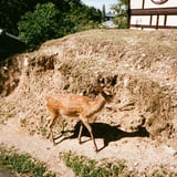 奈良の鹿