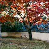 奈良の紅葉