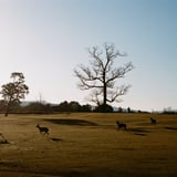 奈良公園　飛火野