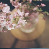 河津桜100円