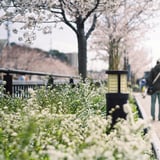花の道