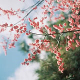 いつぞやの春