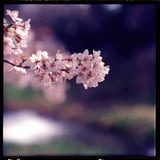 シンプルに桜