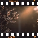 馬橋稲荷の桜