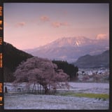 数百回目の春