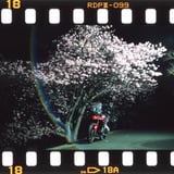 夜桜バイク