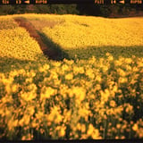 朝焼けの菜の花畑