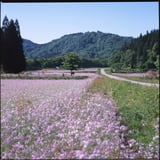 アザキ大根