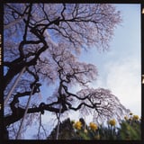 外大野のしだれ桜